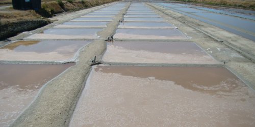 ILE DE RE Marais salants 1© CMT17 E. COEFFE